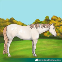 Horse Color:White Spotted Amber Cream Champagne Pearl 
