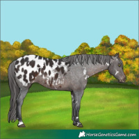 Horse Color:White Spotted Brown Appaloosa 