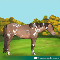 Horse Color:White Spotted Amber Champagne 