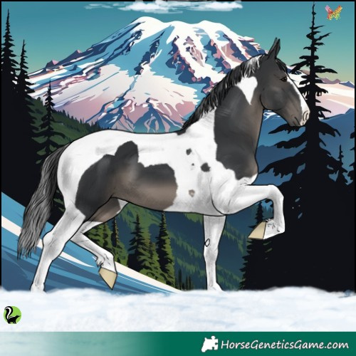 Horse Color:Black Tobiano 