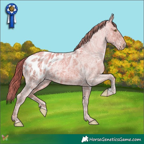 Horse Color:Gold Champagne Ice Roan Appaloosa 