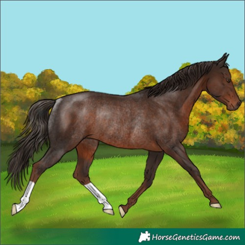 Horse Color:Liver Chestnut Rabicano 