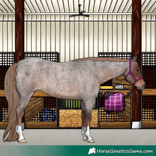 Horse Color:Liver Red Roan 