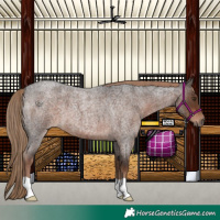 Horse Color:Liver Red Roan