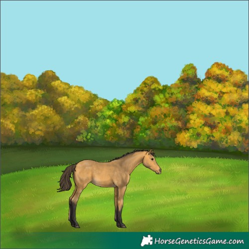 Horse Color:Buckskin 