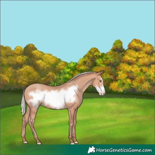 Horse Color:Silver Amber Champagne Frame
