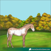 Horse Color:Silver Amber Champagne Frame 