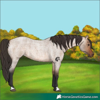 Horse Color:Bay Roan Dun 