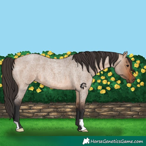 Horse Color:Bay Roan Dun 