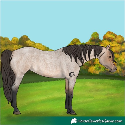 Horse Color:Bay Roan Dun