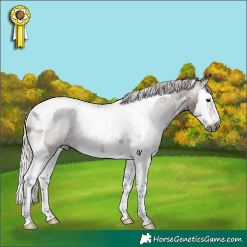 Horse Color:Gray Silver Brown Roan Splash Tobiano Rabicano 