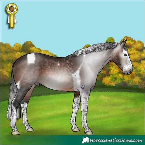 Horse Color:Gray Brown Splash Tobiano Rabicano 