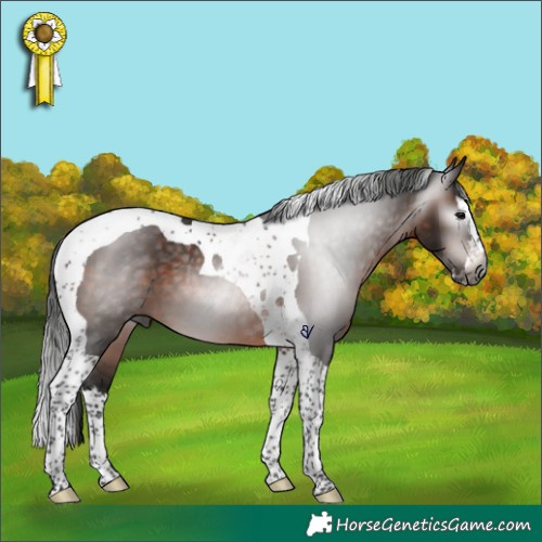 Horse Color:Gray Brown Splash Tobiano Rabicano 