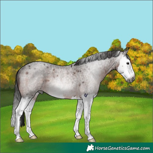 Horse Color:Gray Brown Roan Splash Rabicano 