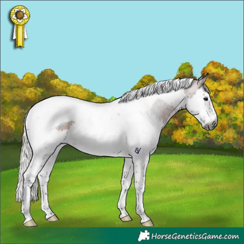 Horse Color:Gray Silver Brown Roan Splash Tobiano Rabicano 