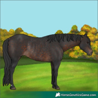 Horse Color:Brown Rabicano