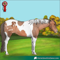 Horse Color:Bay Tobiano Varnish 