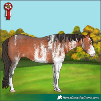 Horse Color:White Spotted Bay 
