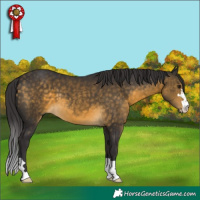 Horse Color:Buckskin 