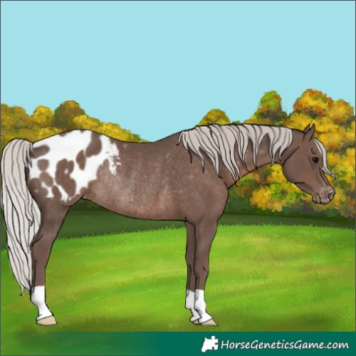 Horse Color:Silver Black Blanket Rabicano 