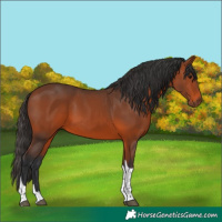 Horse Color:Bay Tobiano 