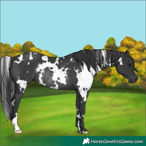 Horse Color:White Spotted Black Rabicano
