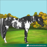 Horse Color:White Spotted Black Rabicano 