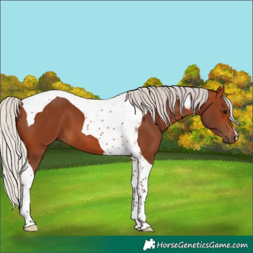 Horse Color:Silver Brown Tobiano