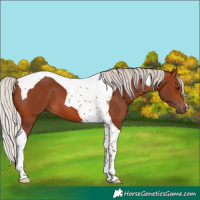 Horse Color:Silver Brown Tobiano 