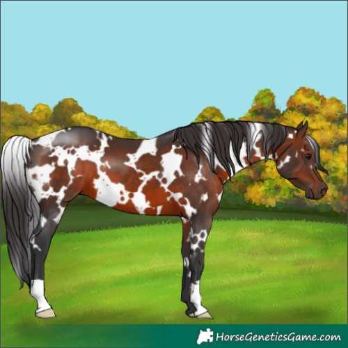 Horse Color:White Spotted Brown 