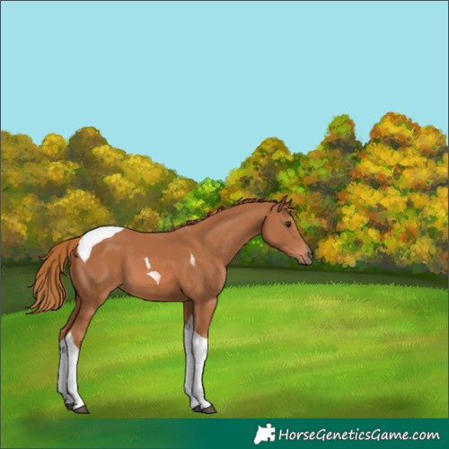 Horse Color:Chestnut Tobiano