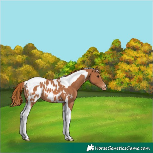 Horse Color:Chestnut Tobiano Appaloosa