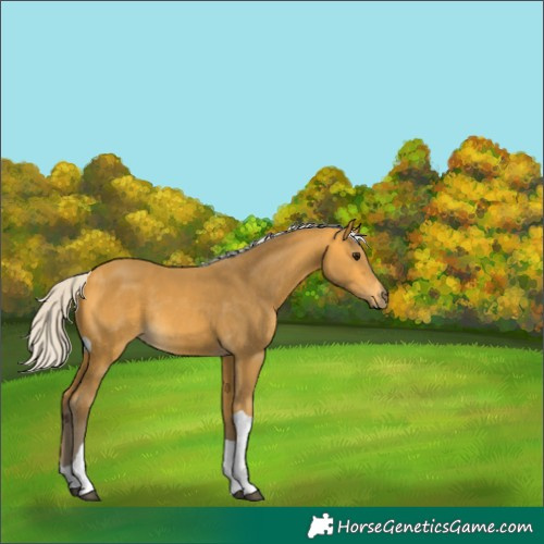 Horse Color:Silver Buckskin Tobiano Rabicano 