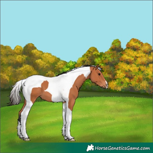 Horse Color:Bay Tobiano