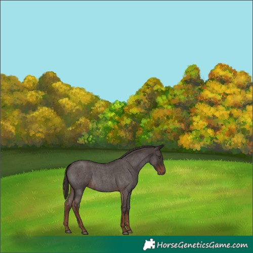 Horse Color:Liver Red Roan 