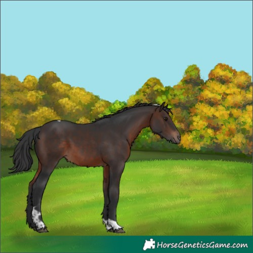 Horse Color:Brown Tobiano 