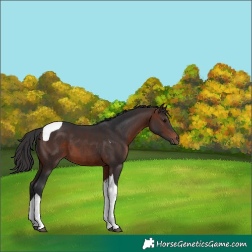 Horse Color:Brown Tobiano