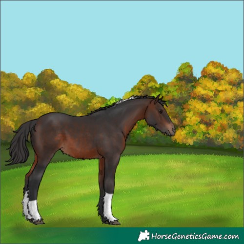 Horse Color:Brown Tobiano 