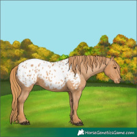 Horse Color:Chestnut Appaloosa 