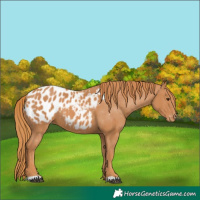 Horse Color:Chestnut Appaloosa 