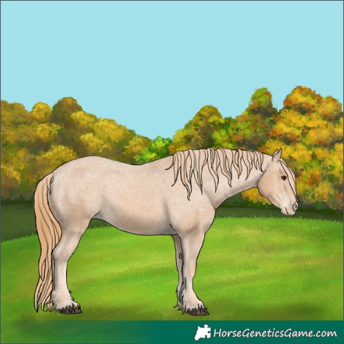 Horse Color:Chestnut Appaloosa