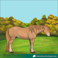Horse Color:Chestnut Appaloosa 
