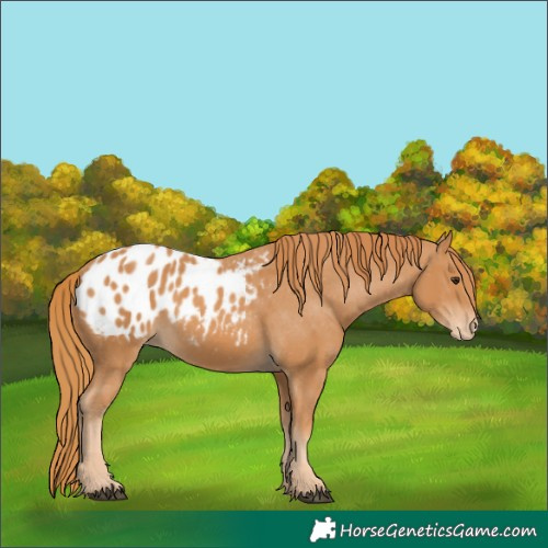 Horse Color:Chestnut Appaloosa 