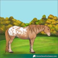 Horse Color:Chestnut Appaloosa 