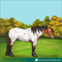 Horse Color:Bay Appaloosa 