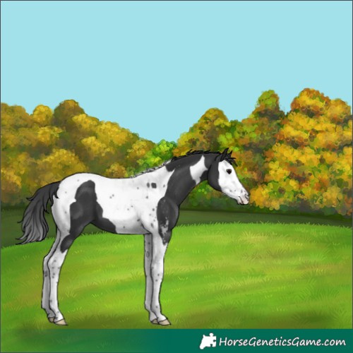 Horse Color:Black Sabino Splash Tobiano