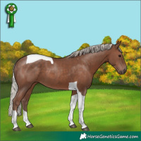 Horse Color:Silver Black Tobiano 