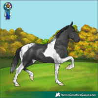 Horse Color:Black Tobiano 