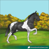 Horse Color:Black Tobiano 