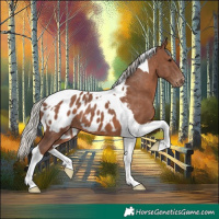 Horse Color:Silver Black Tobiano Appaloosa 